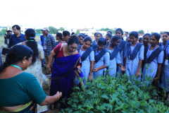 Organic-farming-2